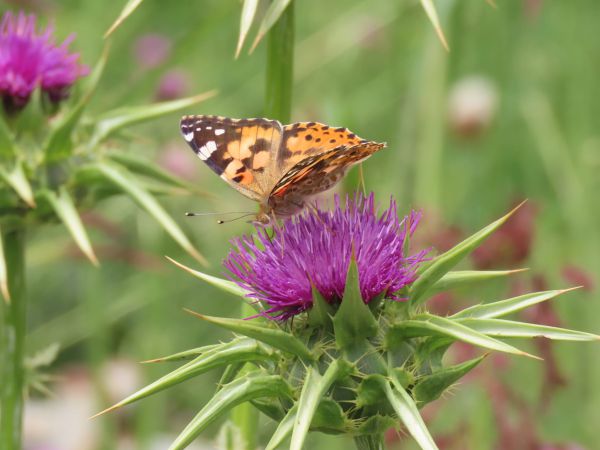 מרהיב: מילוני פרפרים הגיעו השבוע לישראל