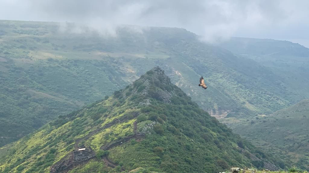 מרהיב: 4 נשרים מגיחים מהערפל בשמורת גמלא