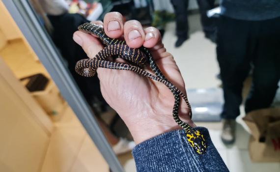 המשטרה תפסה זוחלים מסוכנים שהוחזקו בירושלים