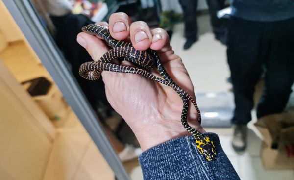 המשטרה תפסה זוחלים מסוכנים שהוחזקו בירושלים