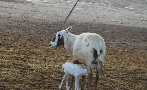 עגל חדש נולד אחרי הגשם בחי בר יטבתה