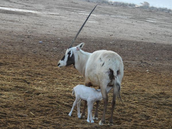 עגל חדש נולד אחרי הגשם בחי בר יטבתה