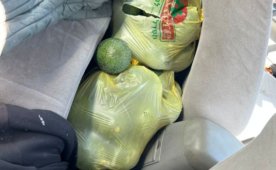 ערבי גנב 192 ק"ג אבוקדו ונתפס רק אחרי מרדף