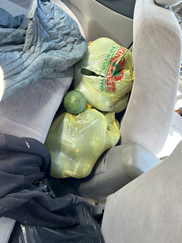 ערבי גנב 192 ק"ג אבוקדו ונתפס רק אחרי מרדף