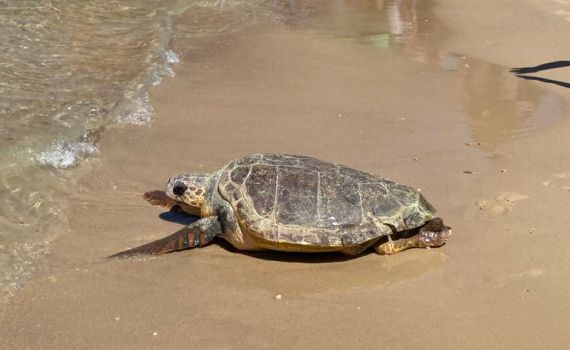 אחרי שנה בשיקום: שתי הצבות חזרו לים