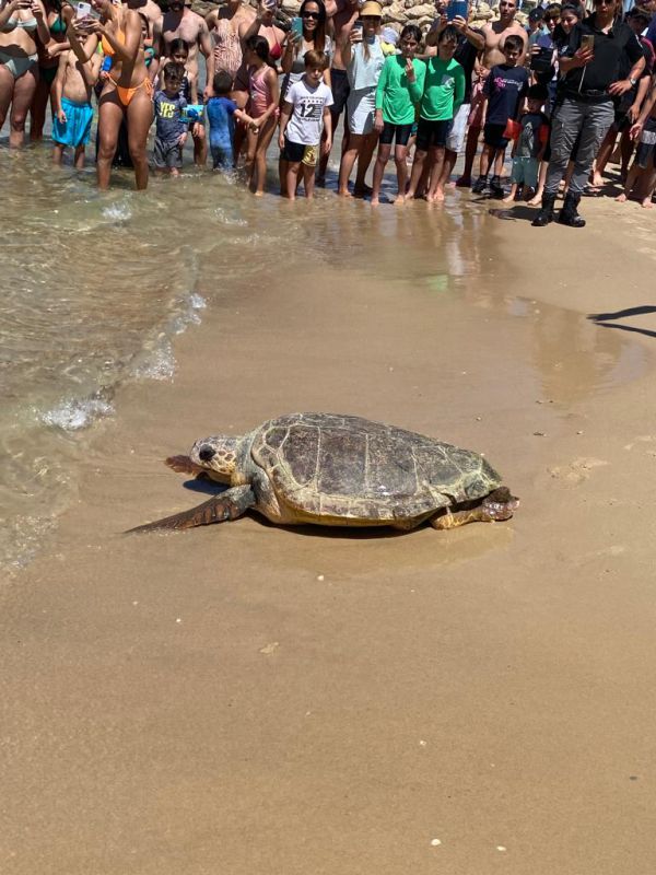 אחרי שנה בשיקום: שתי הצבות חזרו לים
