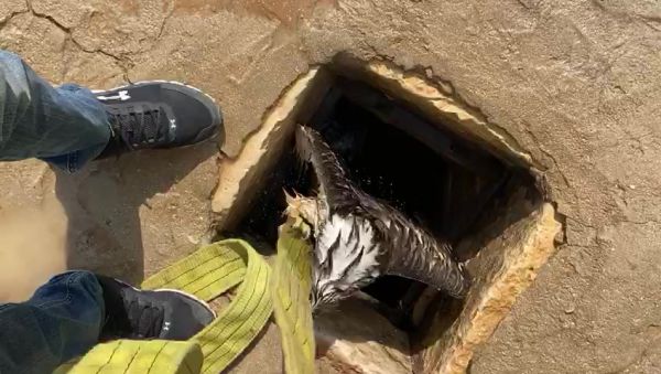 צפו: חיוואי חולץ מבור מים שהתמלא מי גשם