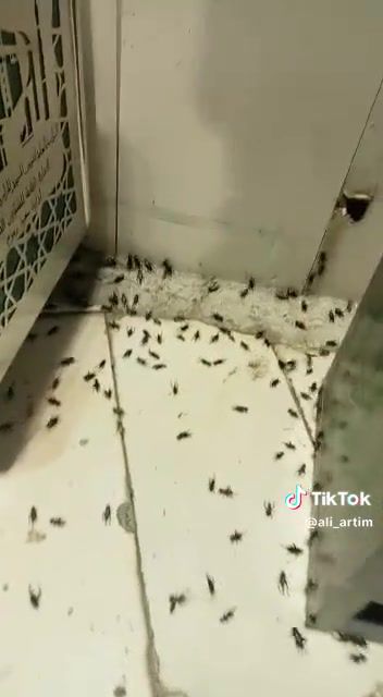 צפו: מיליוני מקקים תקפו מוסלמים בתפילה במכה