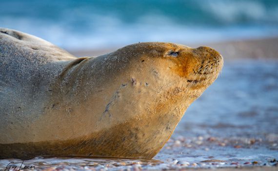 כלבת הים יוליה נחה הבוקר בשטח אש במרכז הארץ