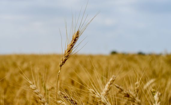 לא לשכוח: עירוב תבשילין – הנוסח המלא