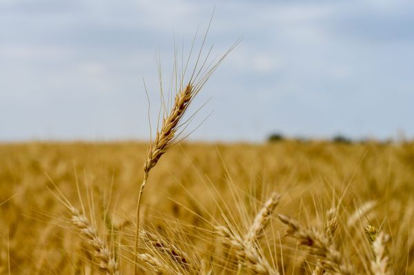 לא לשכוח: עירוב תבשילין – הנוסח המלא