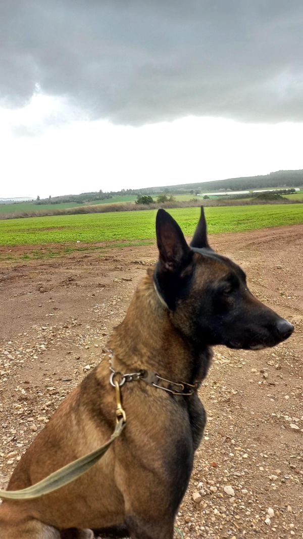 הציל את הלוחמים: כלב הימ"מ נהרג בפעילות בשכם