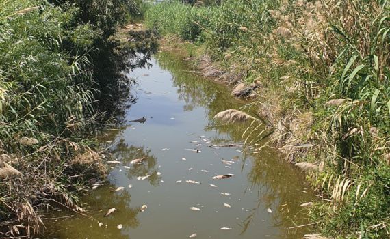 רשות המים: חשד להרעלה בכנרת