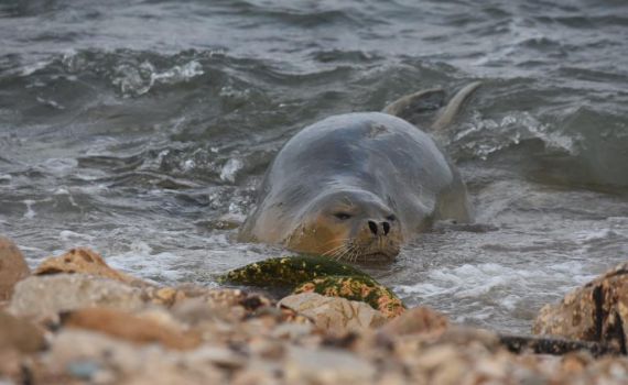 בוקר טוב לך: כלבת הים יוליה בשחיית בוקר | צפו