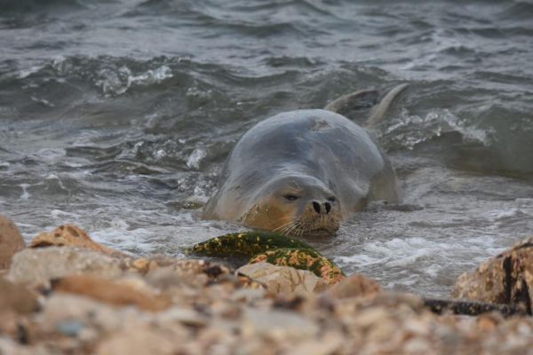 בוקר טוב לך: כלבת הים יוליה בשחיית בוקר | צפו