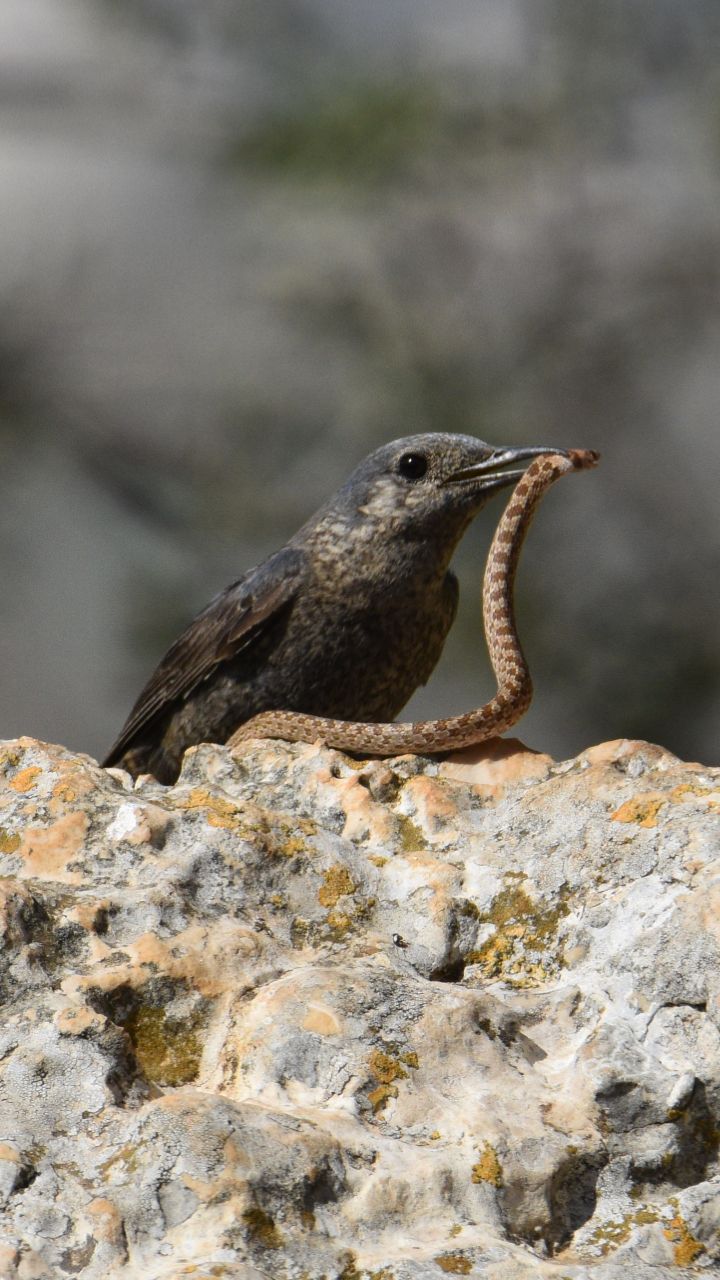 תיעוד מרהיב: צוקית בודדת צדה נחש לארוחת ערב