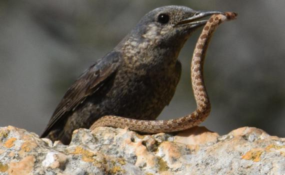 תיעוד מרהיב: צוקית בודדת צדה נחש לארוחת ערב