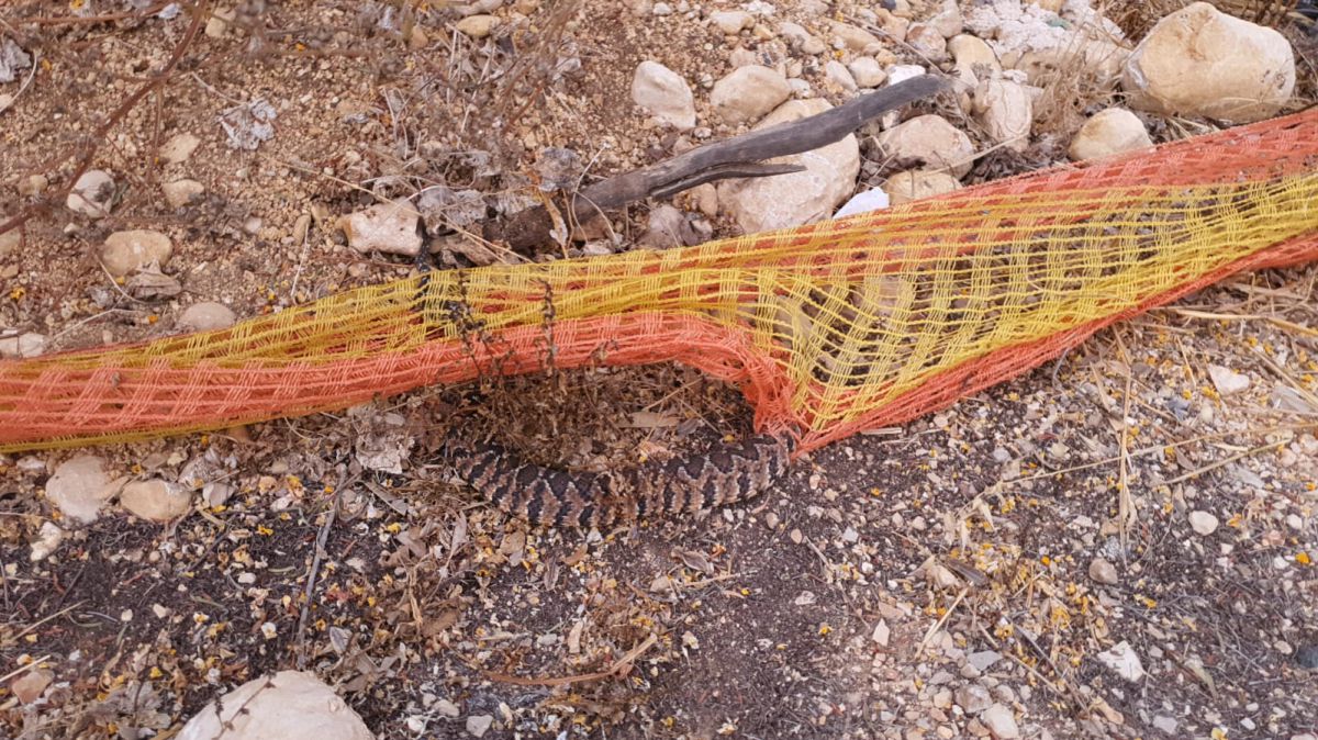 צפו: נחש צפע הסתבך ברשת וחולץ בשלום