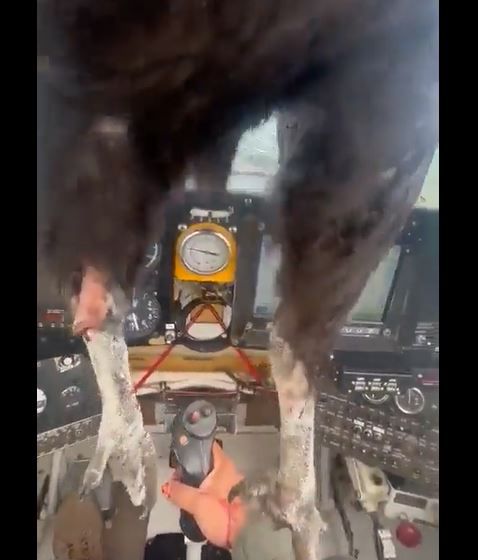 צפו: ציפור התרסקה לתוך הקוקפיט. הטייס נחת בשלום