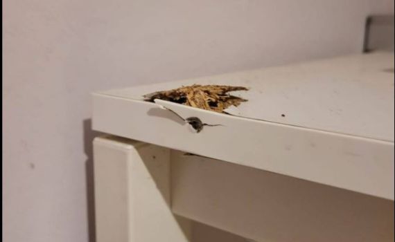 קליע ליד הראש: העיתונאית הסרוגה מתארת את הנס