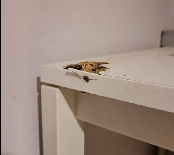 קליע ליד הראש: העיתונאית הסרוגה מתארת את הנס