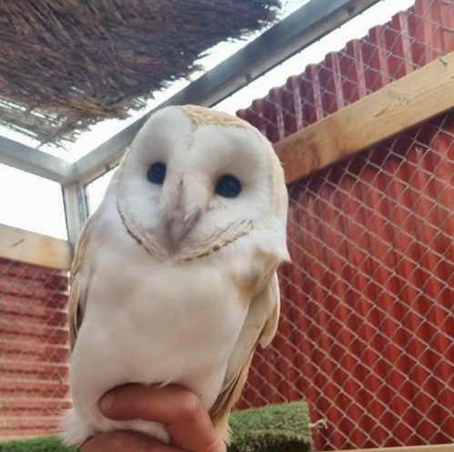 בזכות תושיית האזרחית: תנשמת לבנה ניצלה ממוות