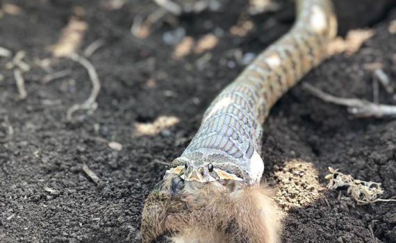 מטורף: נחש צפע אוכל ארנבת לארוחת הבוקר| צפו
