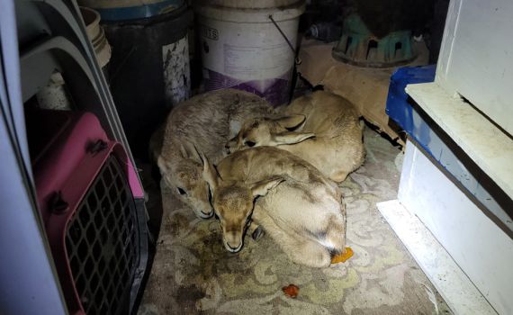 מזעזע | בבית בשומרון: זה מה שהתגלה בתוך המחסן