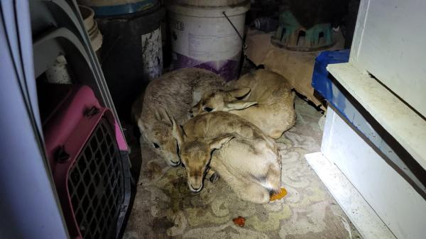 מזעזע | בבית בשומרון: זה מה שהתגלה בתוך המחסן