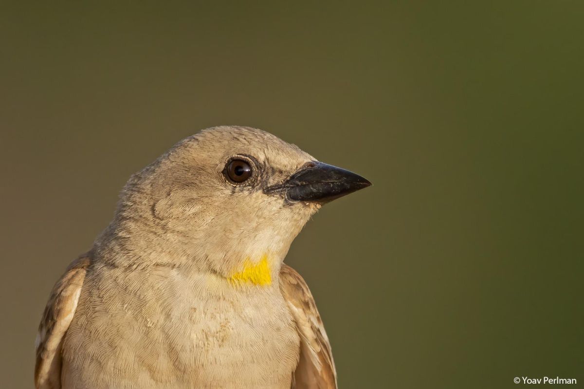 לראשונה: תועדה אוכלוסייה של הציפור הנדירה בארץ