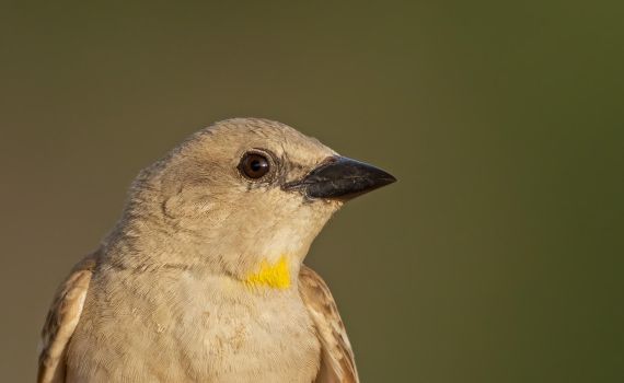 לראשונה: תועדה אוכלוסייה של הציפור הנדירה בארץ