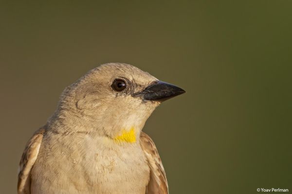 לראשונה: תועדה אוכלוסייה של הציפור הנדירה בארץ