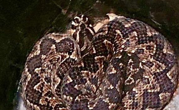 שלח יד לצינור מים בגינה, והוכש על ידי נחש