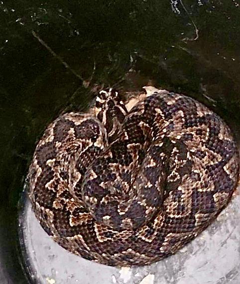 שלח יד לצינור מים בגינה, והוכש על ידי נחש