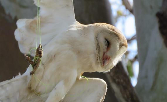 מרגש: תנשמת חולצה לאחר שהסתבכה בחוט דייג| צפו