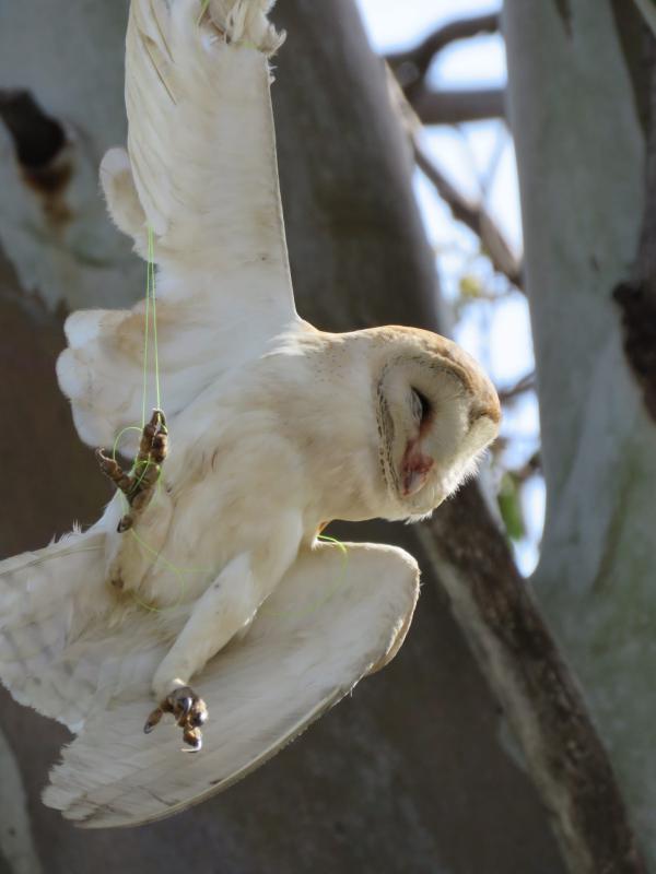מרגש: תנשמת חולצה לאחר שהסתבכה בחוט דייג| צפו