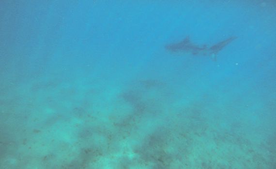 צילום נדיר בחופי אילת: כריש טיגריסי הגיע לביקור