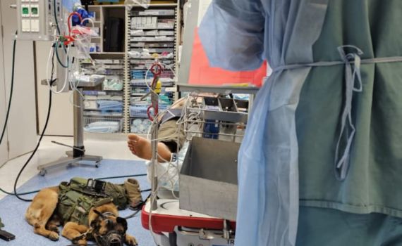 מרגש: אחרי הפציעה – הכלב הגיע לבקר את הלוחם