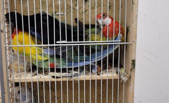 סוכלה הברחת ענק של תוכים אסורים בנתב"ג