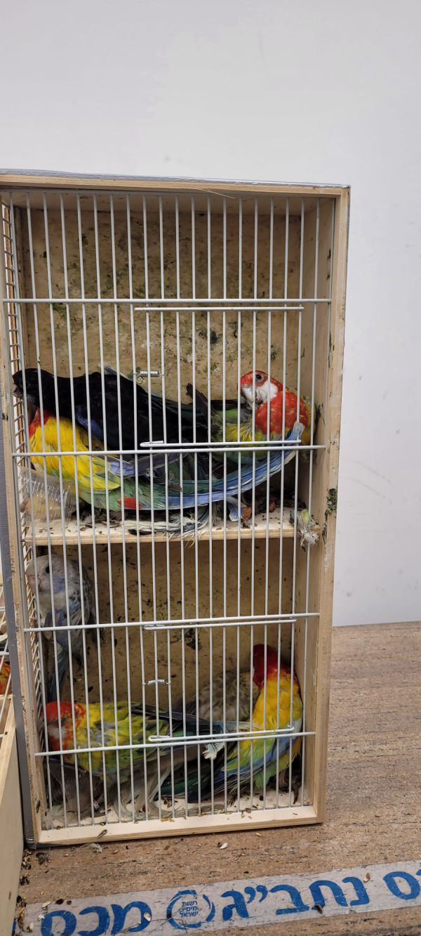 סוכלה הברחת ענק של תוכים אסורים בנתב"ג