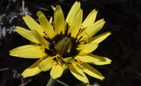 תגלית: פרח שצומח רק בלבנון אותר בחרמון