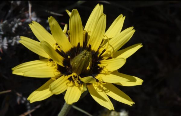 תגלית: פרח שצומח רק בלבנון אותר בחרמון