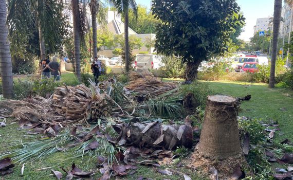 פועל נפל במהלך גזימת עץ; ונפצע קשה