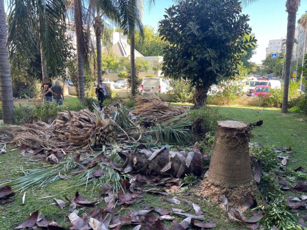 פועל נפל במהלך גזימת עץ; ונפצע קשה