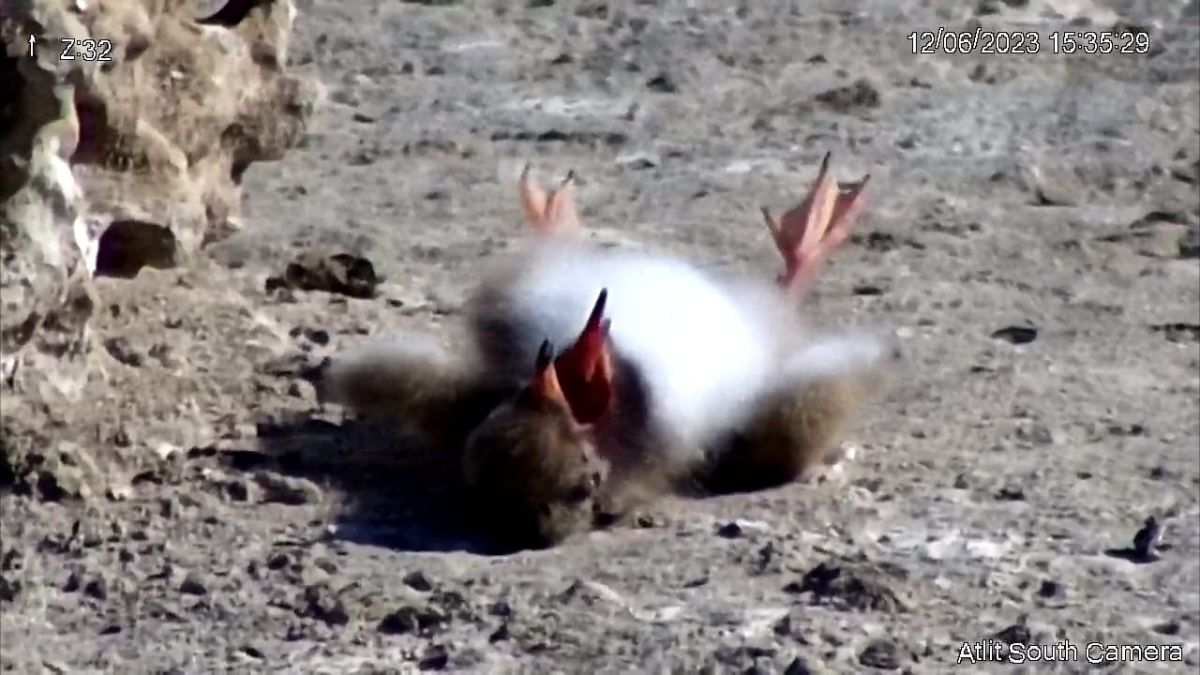 תעלומה: אלף אפרוחי שחפית מתו בחוף עתלית
