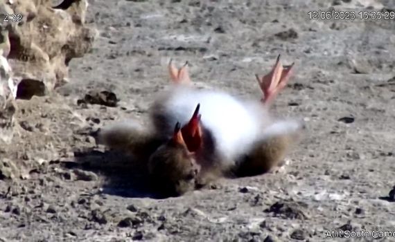 תעלומה: אלף אפרוחי שחפית מתו בחוף עתלית