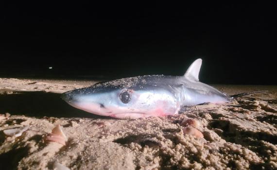 מלתעות על החוף: כריש כחול אותר במעיין צבי