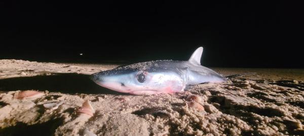 מלתעות על החוף: כריש כחול אותר במעיין צבי