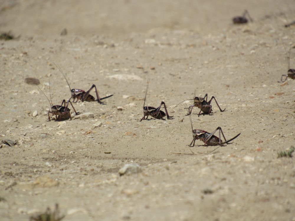 מכת ארבה: עשרות אלפי חגבים תקפו את נוואדה