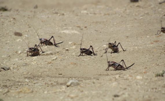 מכת ארבה: עשרות אלפי חגבים תקפו את נוואדה